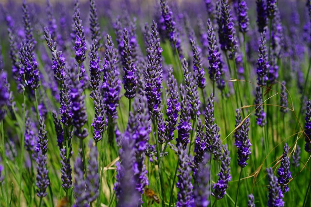 lavender flowers, blue, blossoms-1469760.jpg